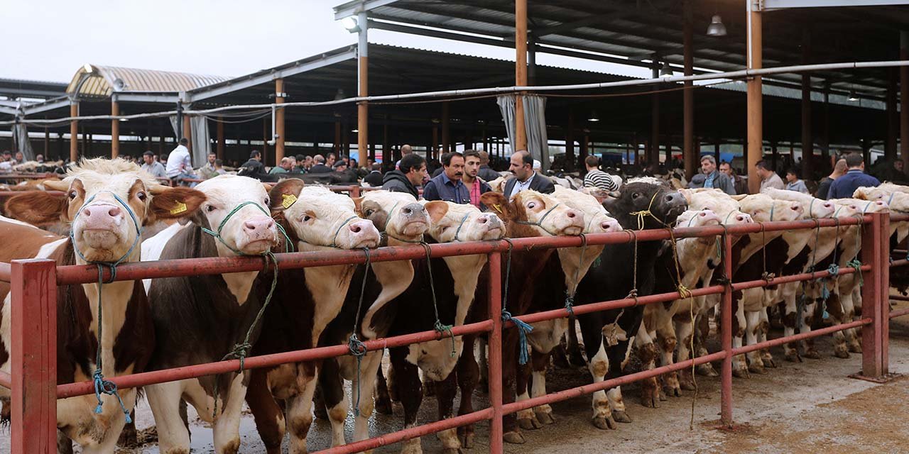 Kırıkkale’de hayvan pazarı kapatıldı!