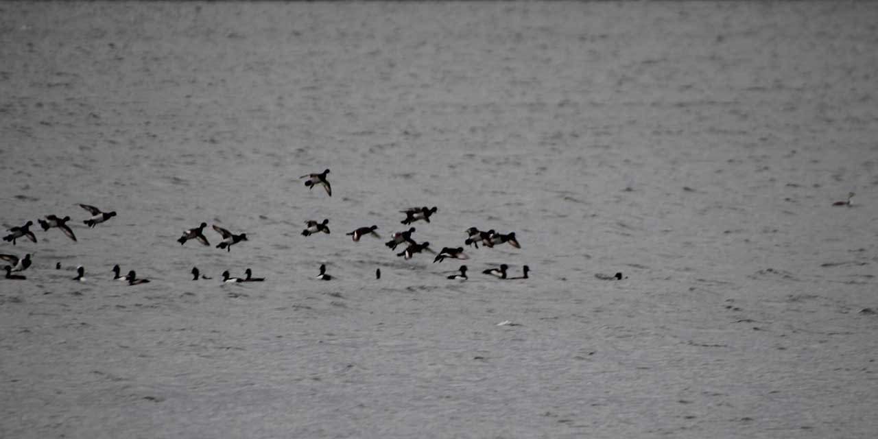 Kırıkkale'de Su Kuşu sayımı yapıldı