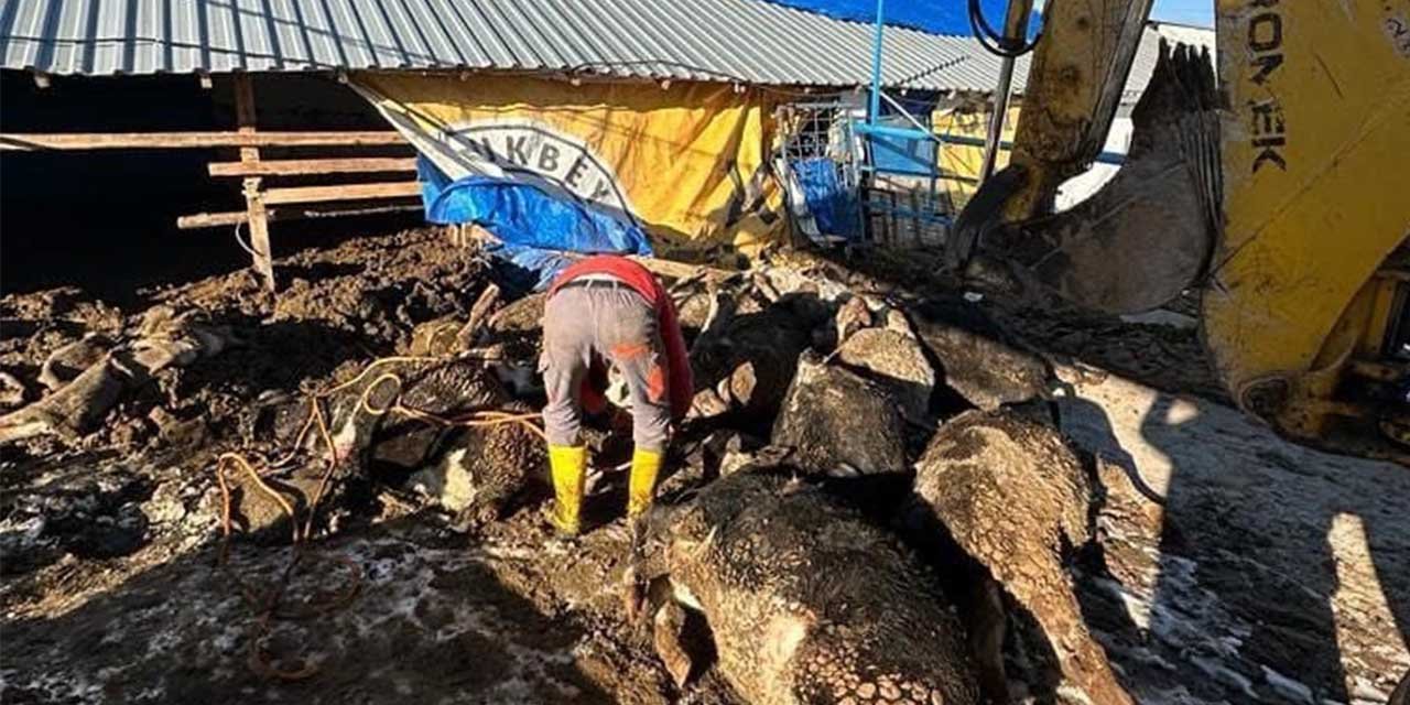 Ahıra giren başıboş köpekler 11 büyükbaş hayvanı telef etti