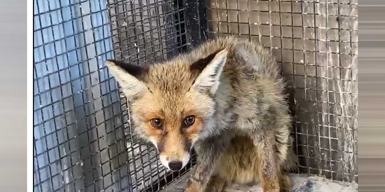 Kırıkkale’de yaralı tilki tedavi edildi
