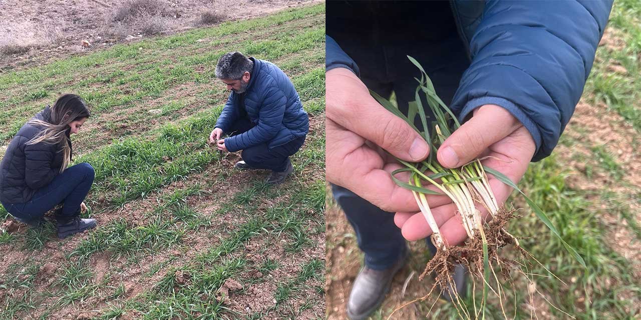 Kırıkkale’de tarlalarda ürün gelişimi kontrol altında