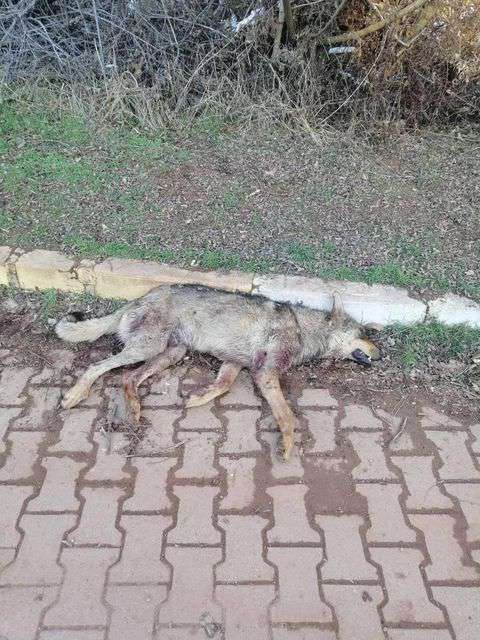 Kent Ormanı’nda Vahşet!