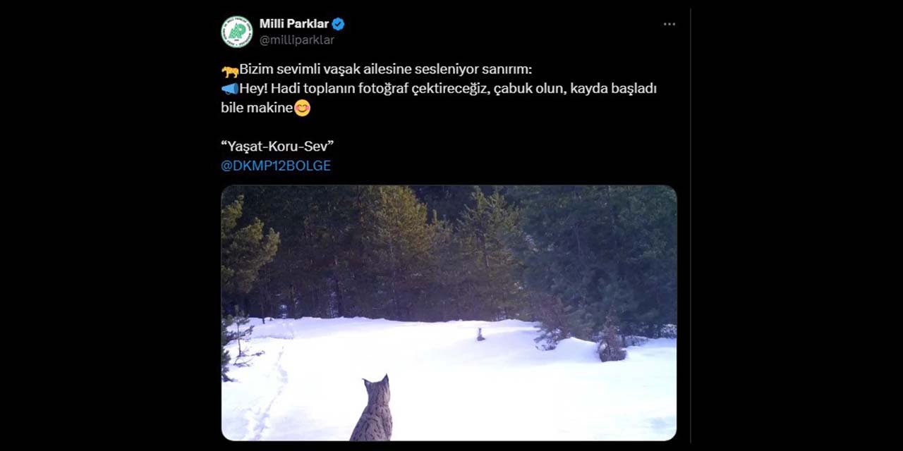 ’Ailesine seslenen’ vaşak, fotokapana yansıdı