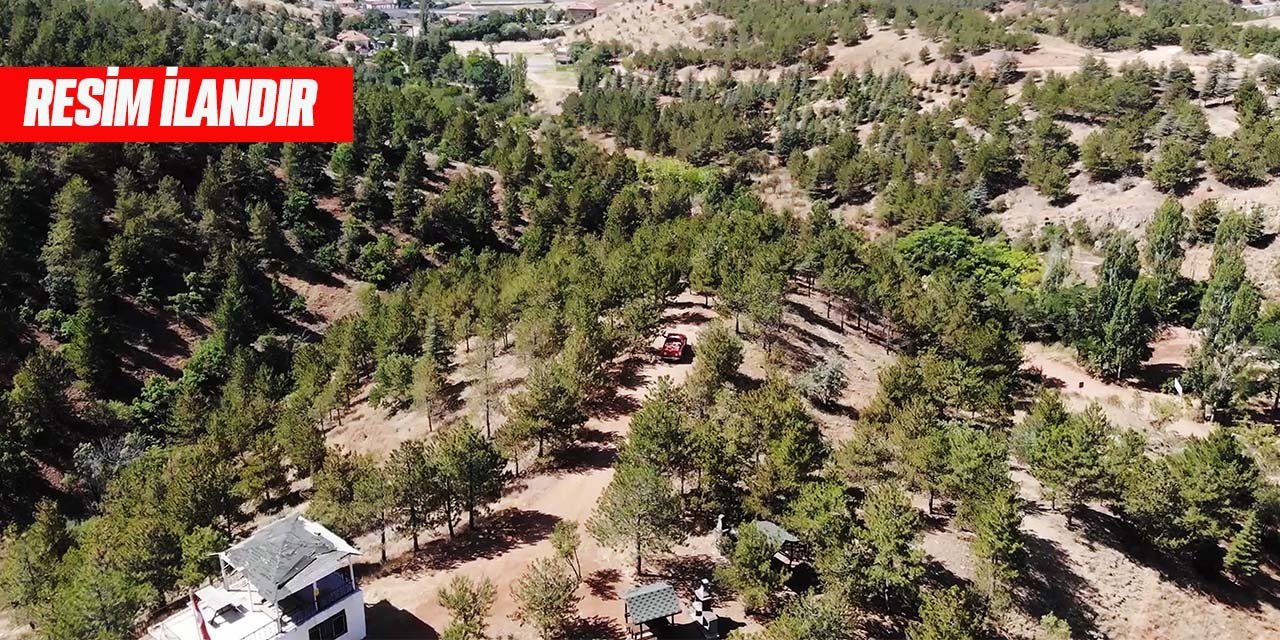 Orman Müdürlüğü demir direk, dikenli tel ve galvanizli inşaat bağlama teli satın alacak