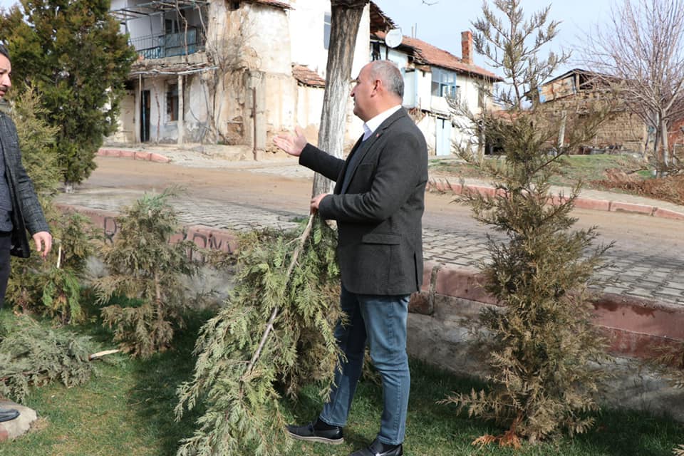 Belediyenin diktiği ağaçları kestiler