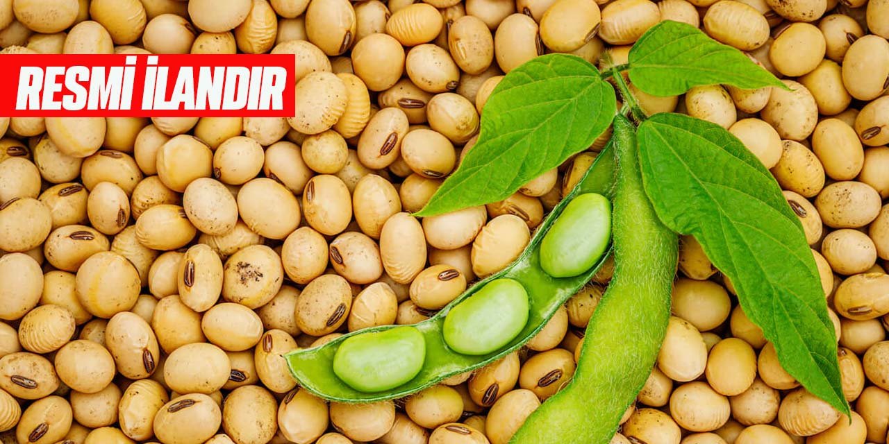Kuru fasulye tohumu ve soya fasulyesi tohumu alınacak