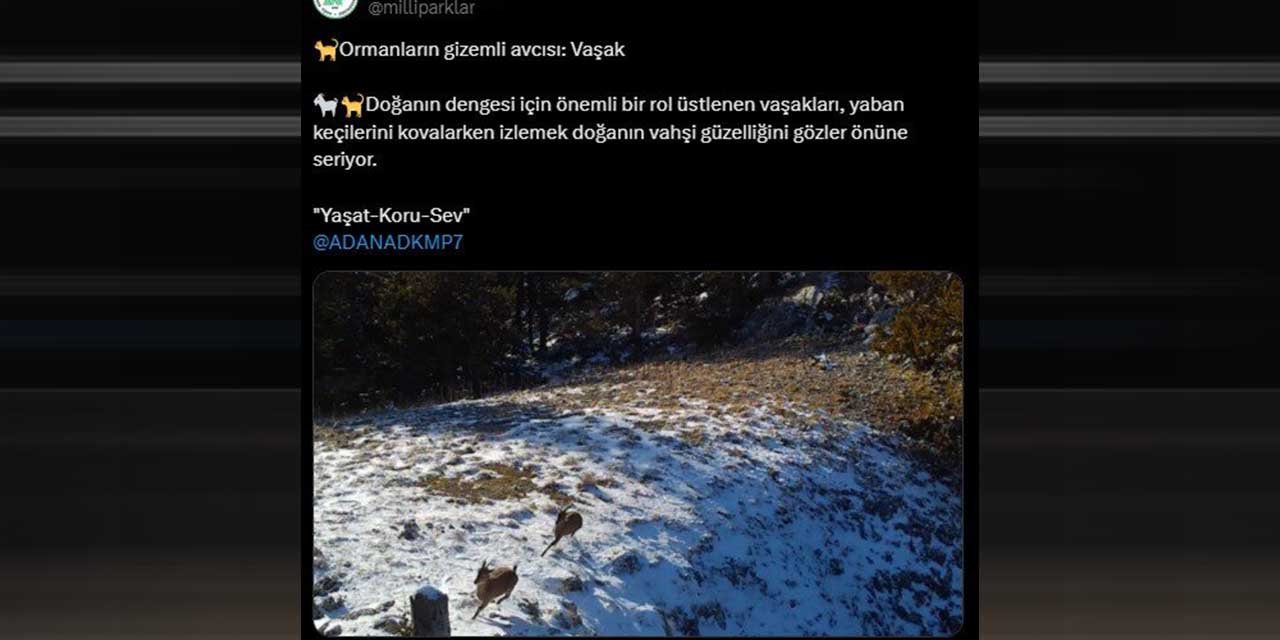 Yaban keçilerini kovalayan vaşak fotokapana takıldı
