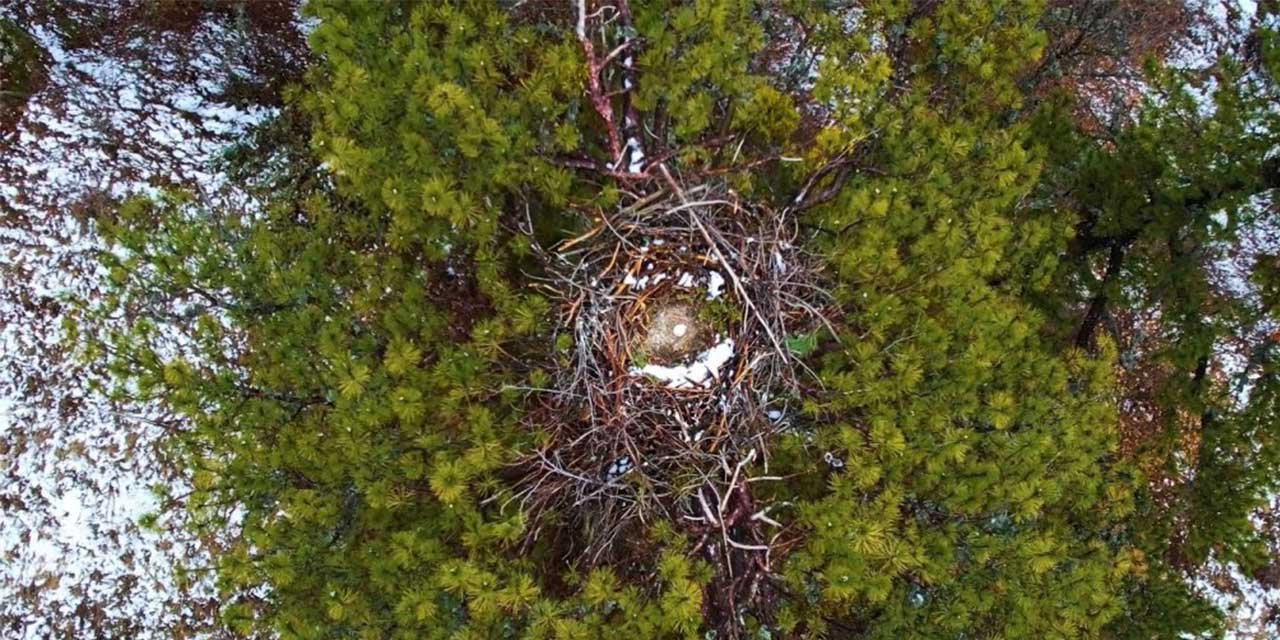 Dev kanatlar kara akbabalardan sevindiren haber