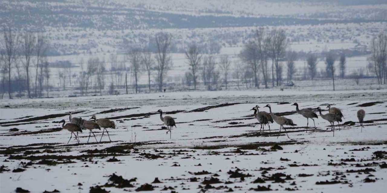 Turnaların göçüne kar engeli