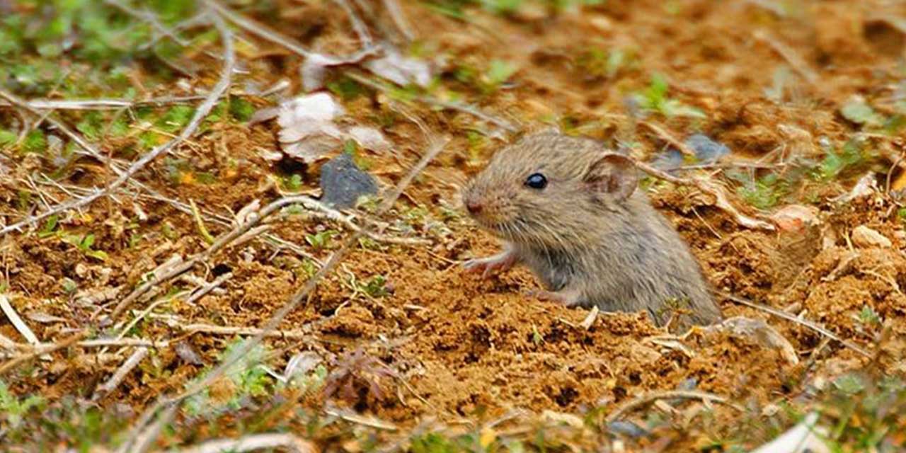 Her yerde adeta cirit atıyorlar!