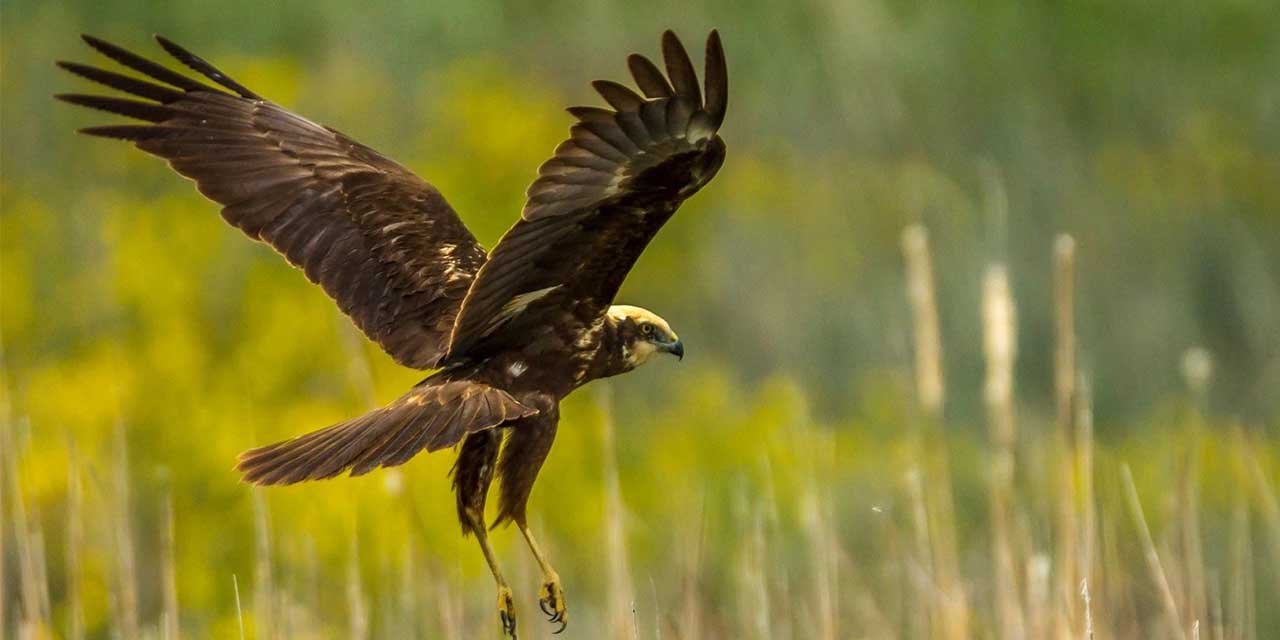 Nesli tükenmekte olan kuş Kırıkkale’de çıktı