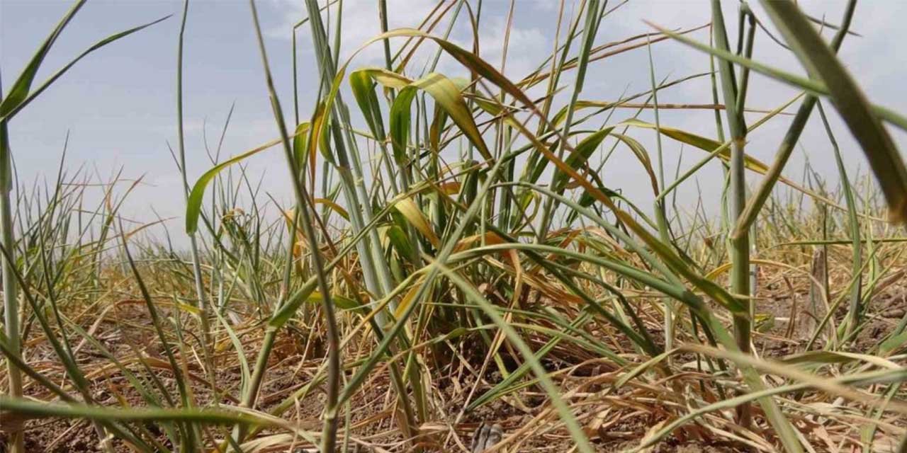 İç Anadolu’da kuraklık hububat üreticilerini endişelendiriyor