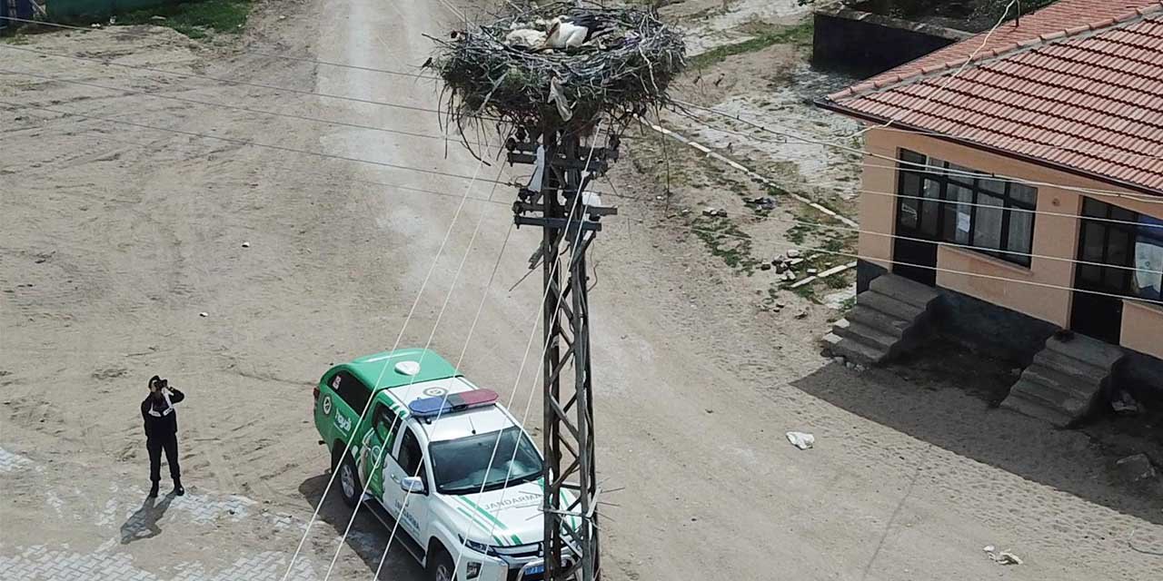 Kırıkkale’de leylekler, Jandarma ile güvende