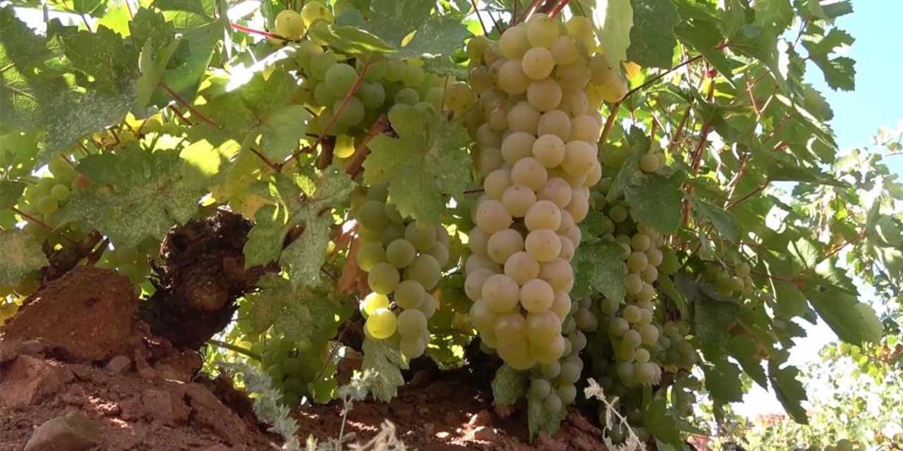 Kırıkkale’de yöresel lezzetler toprakla buluşuyor