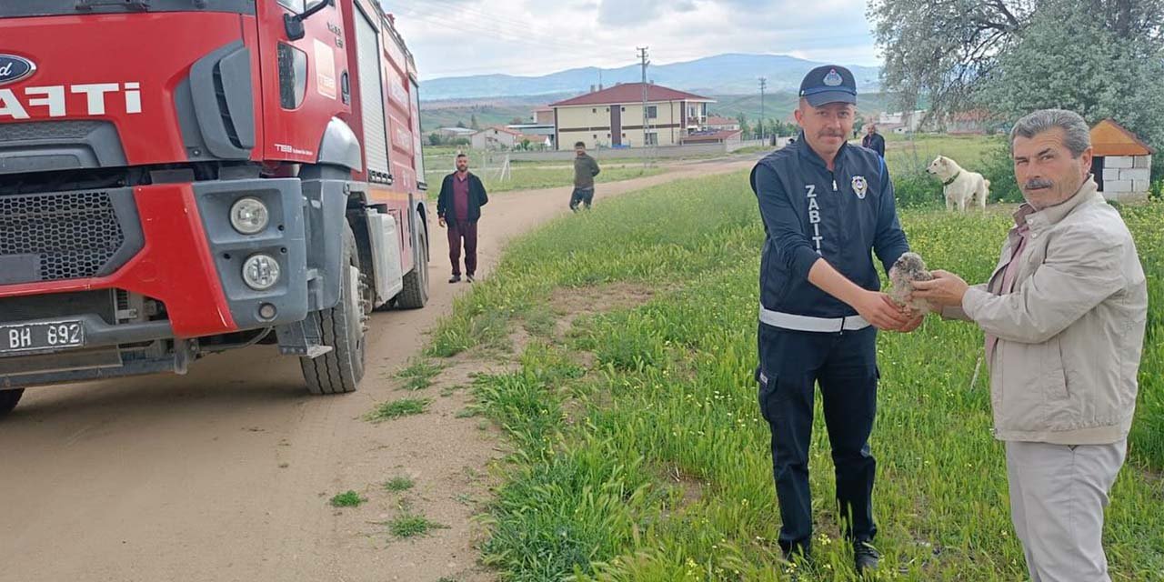 Yuvasından düşen yavru baykuş ekiplere teslim edildi