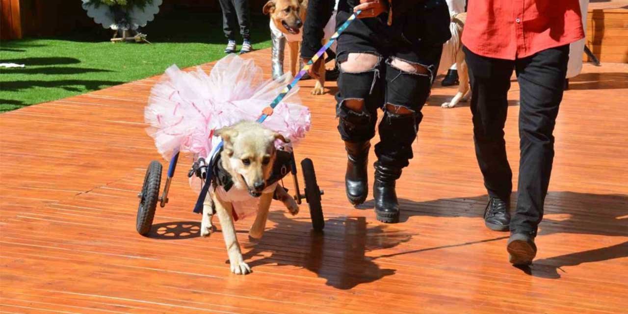 Engelli hayvanların defilesinden renkli sahneler
