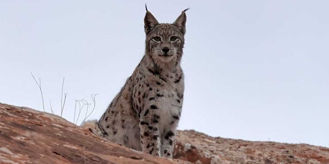 Kırıkkale’de Vaşak görüntülendi