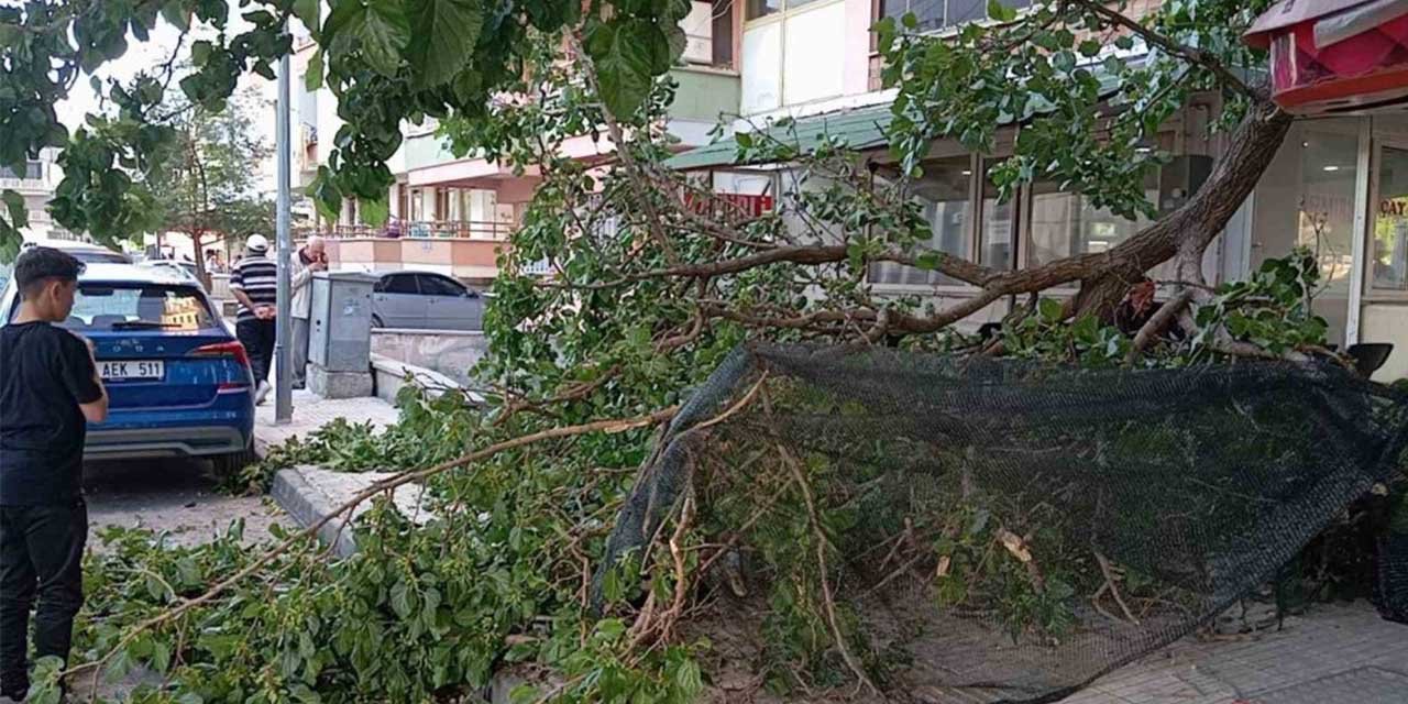 Üzerine düşen dal parçası hastanelik etti