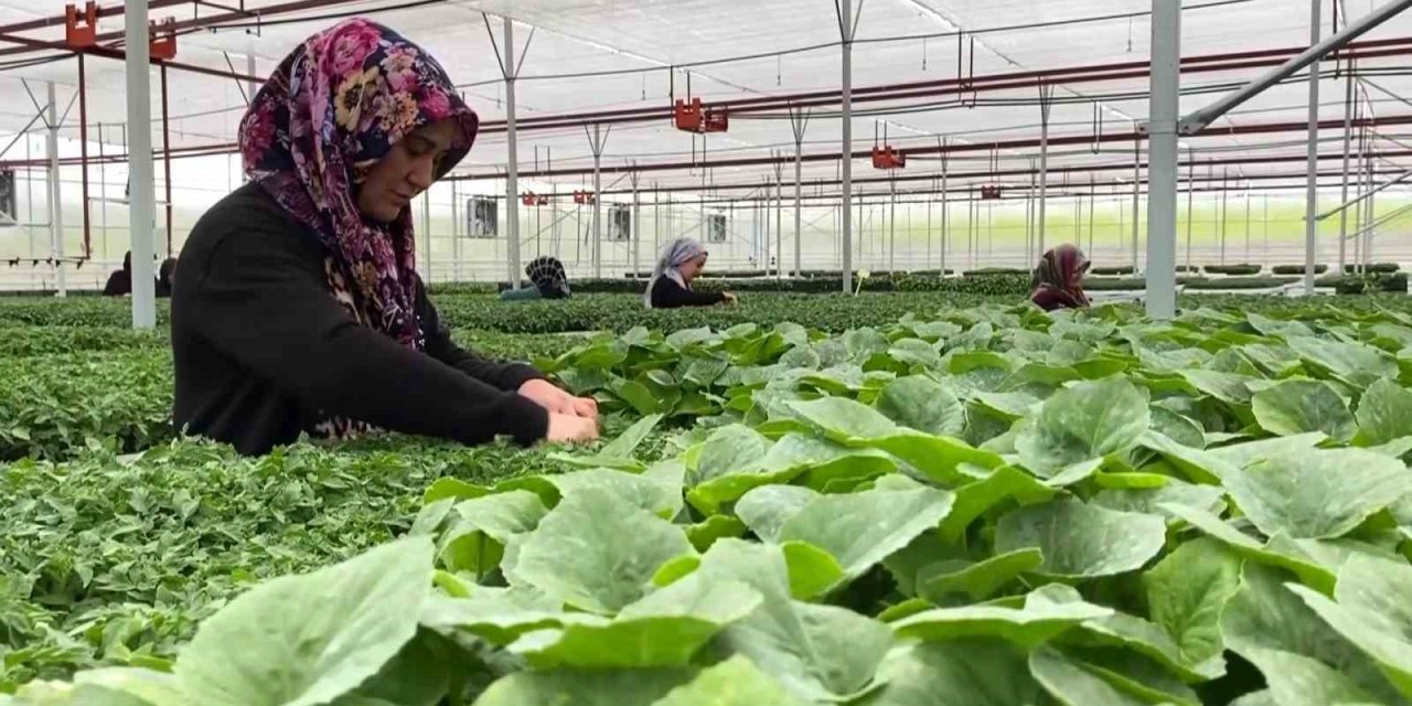 Bozkırda kurduğu serada 1 milyon fide üretip 12 kişiye istihdam sağladı