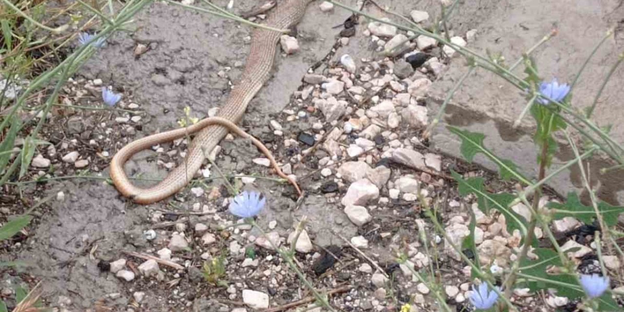 Polatlı’yı yılanlar bastı