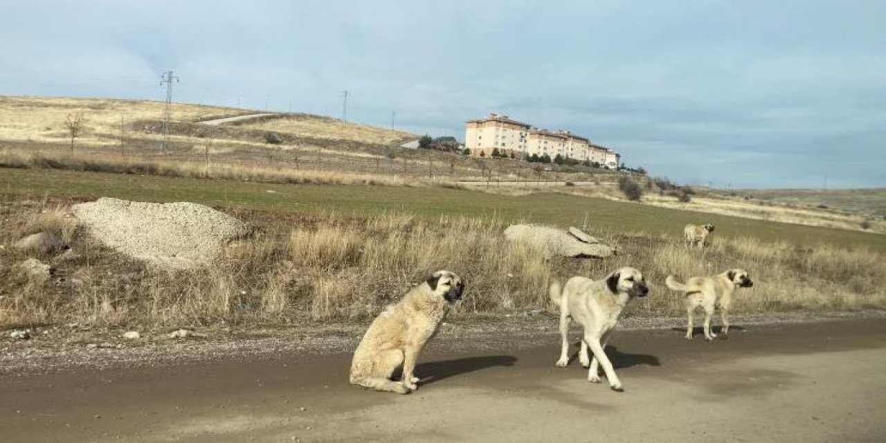 Ankara’da parkta yürüyen vatandaş başıboş köpeklerin saldırısına uğradı