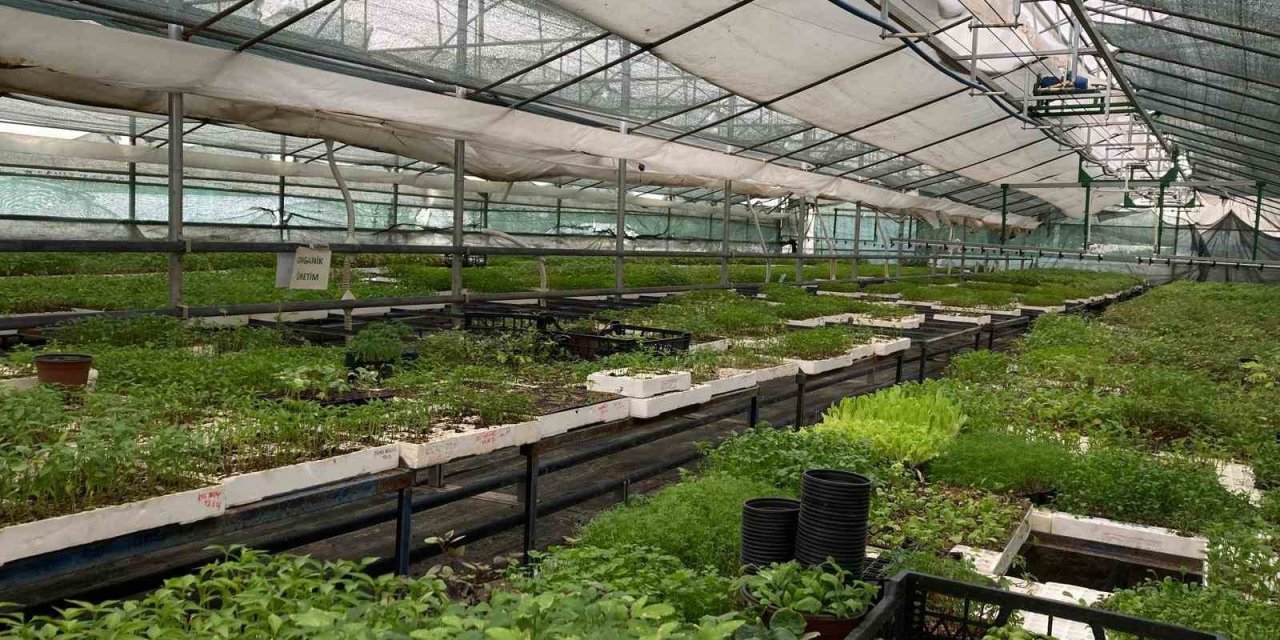 Terasında başladığı tarıma 21 dönümlük arazisinde devam ediyor