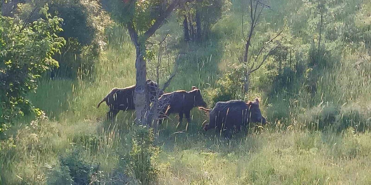 Osmancık’ta domuz sürüsü görüntülendi