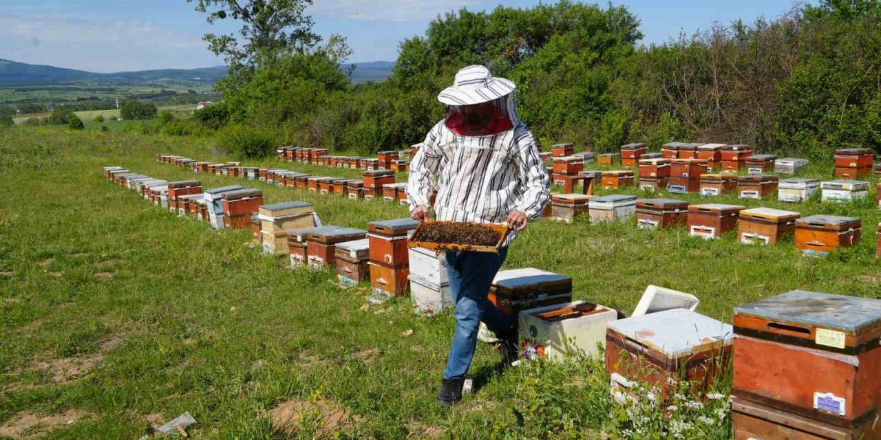 Arıcıların korkulu rüyası gal arısı zararlısı kestane balı üretimini yüzde 75 düşürdü