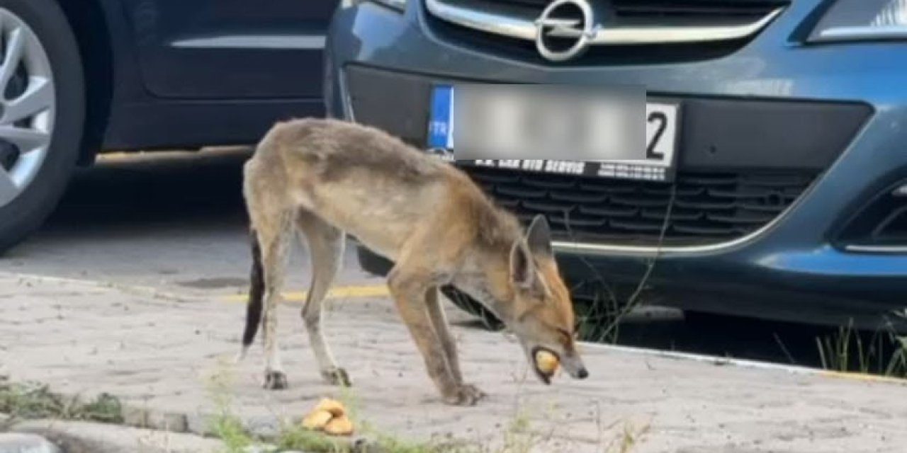 Başkent’te aç kalan tilki şehre indi