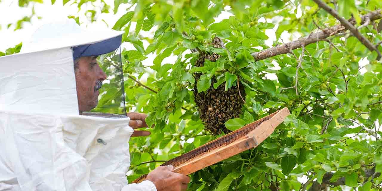 Kırıkkale’de arılar oğul verdi, ekiplerce alındı