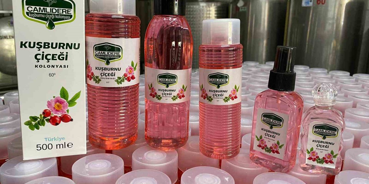 Kızılcahamam’ın yeni kokusu kuşburnu çiçeği