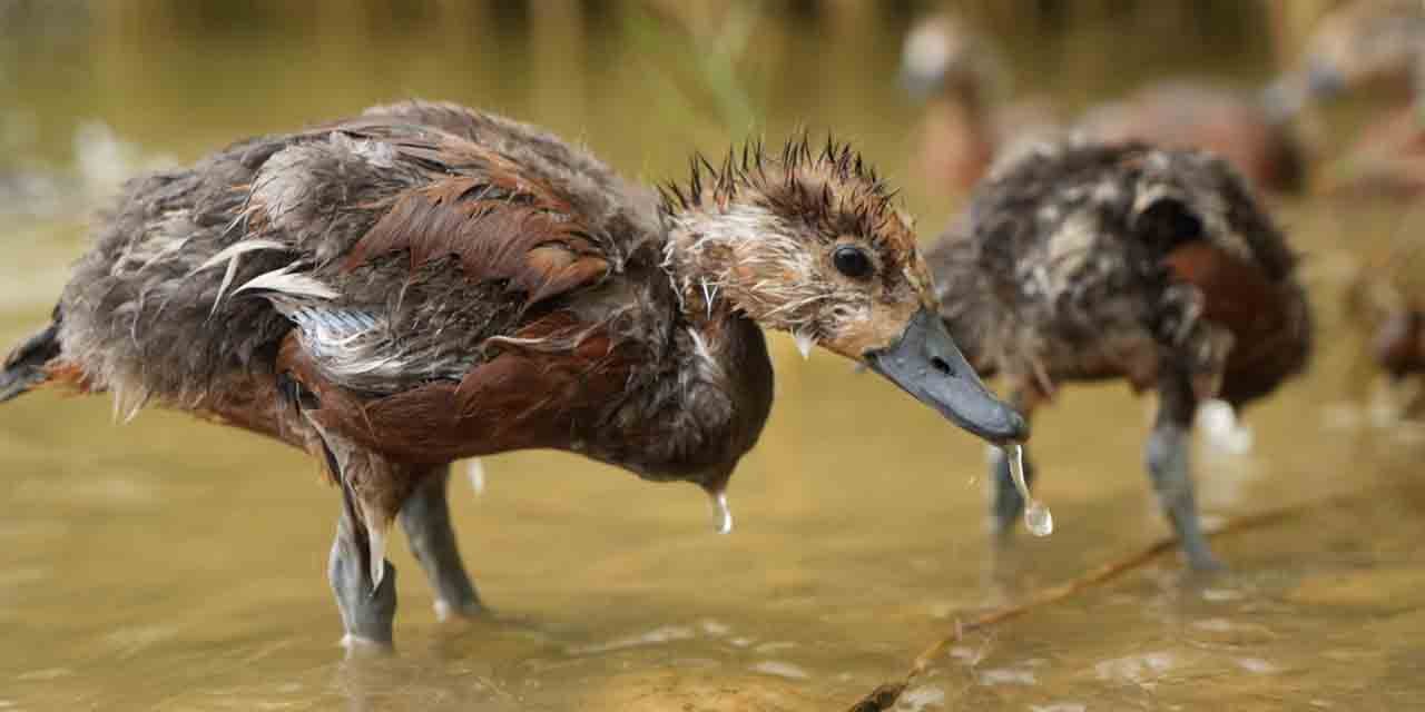 Annelerinin terk ettiği angut yavruları doğaya bırakıldı
