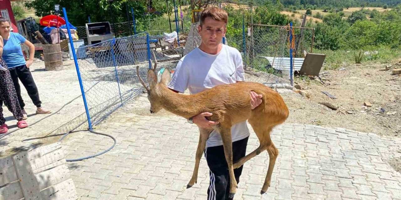 Kurtların saldırmaya çalıştığı yavru karacayı vatandaş kurtardı