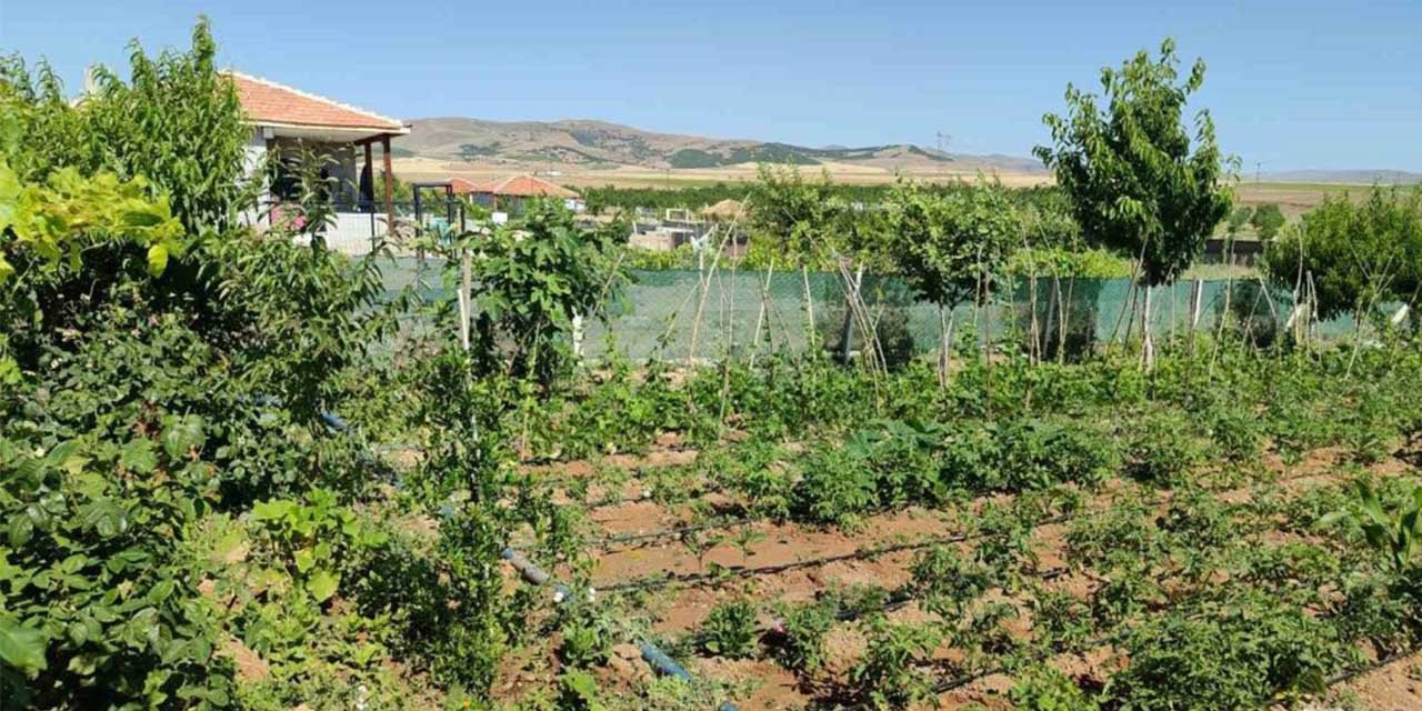 Kırşehir’de nar ve incir yetiştirdi