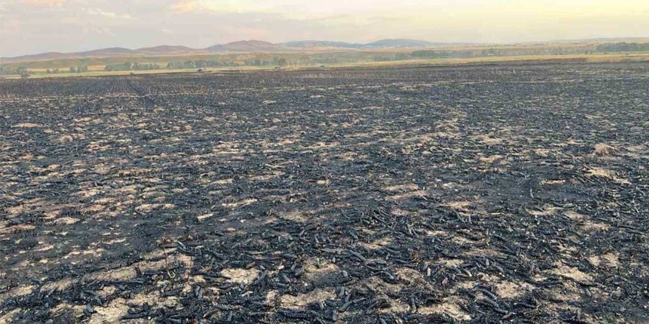 Yozgat’ta bin dönüm buğday ekili alanda yangın çıktı