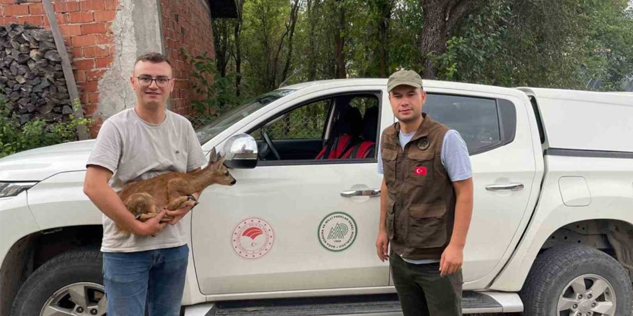 Köpeklerin saldırdığı yavru karacayı vatandaş kurtardı