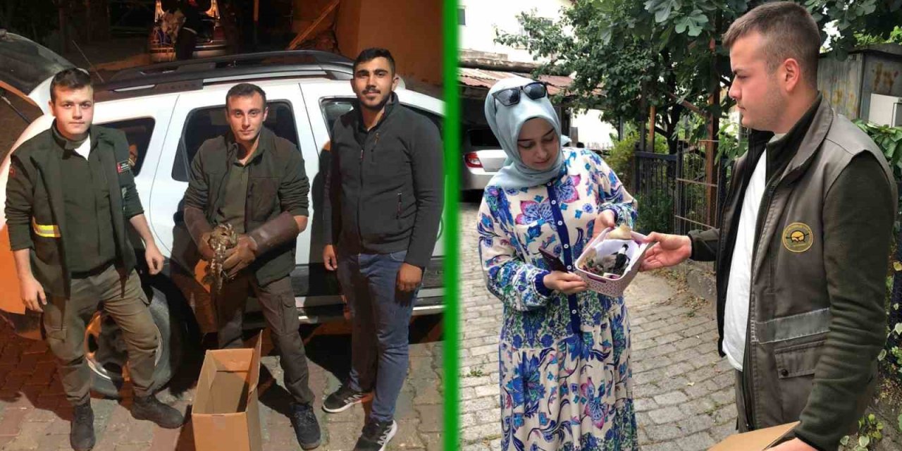 Sağlıklarına kavuşan yaban hayvanları yeniden doğaya salındı