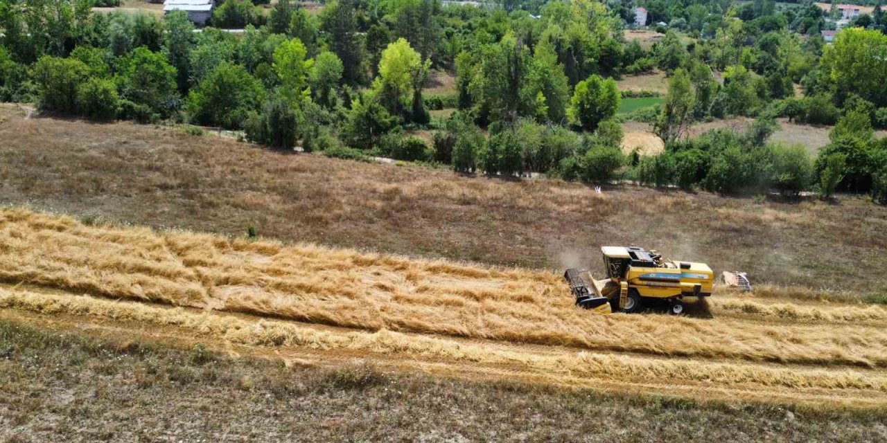 Buğdayın atası ’siyez’de hasat dönemi başladı