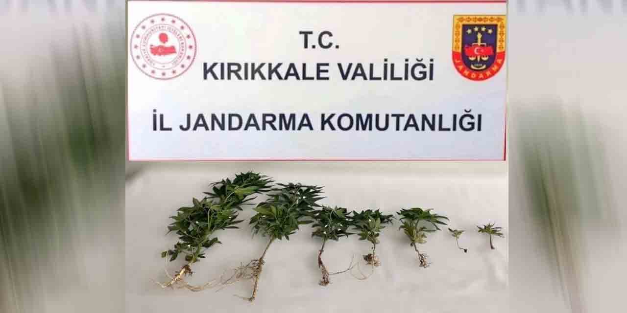 Bahçesinde kaçak kenevir yetiştirdi, Jandarma yakaladı!