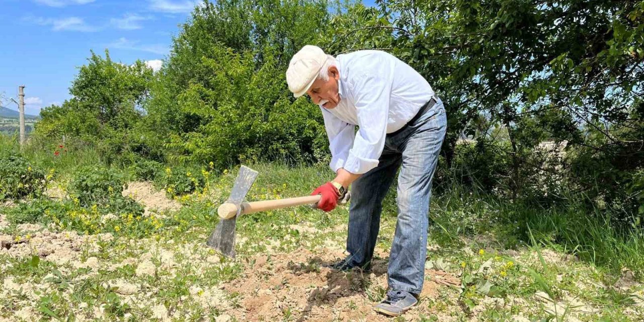 80 yaşında tarlada gençlere taş çıkartıyor: "Çalışmadan duramıyorum"