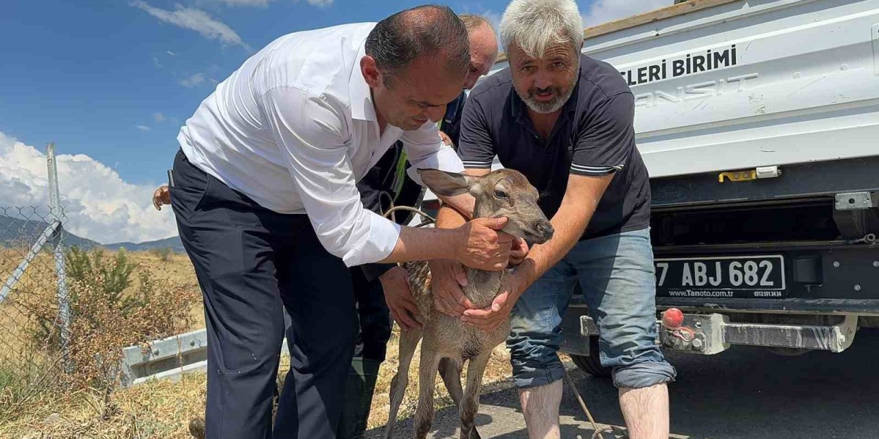Su kanalına düşerek yaralanan karaca kurtarıldı