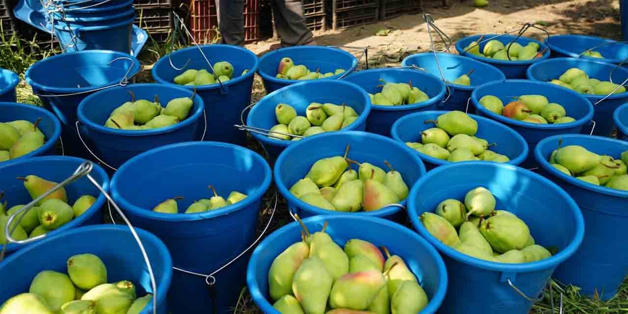 Bu armutları Kırıkkale’de üretilen böcekler koruyor