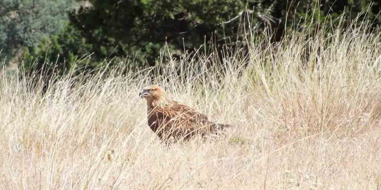 Tedavi edilen kızıl şahin doğaya kavuştu