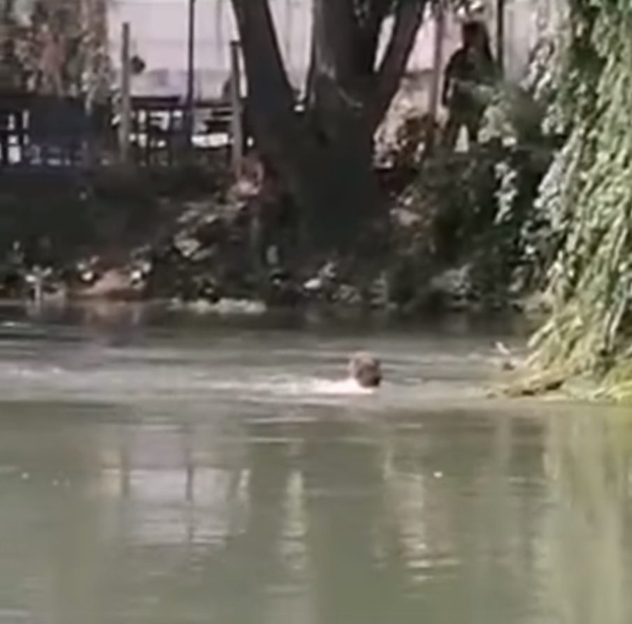 Boğulmaktan son anda itfaiyeci kurtardı