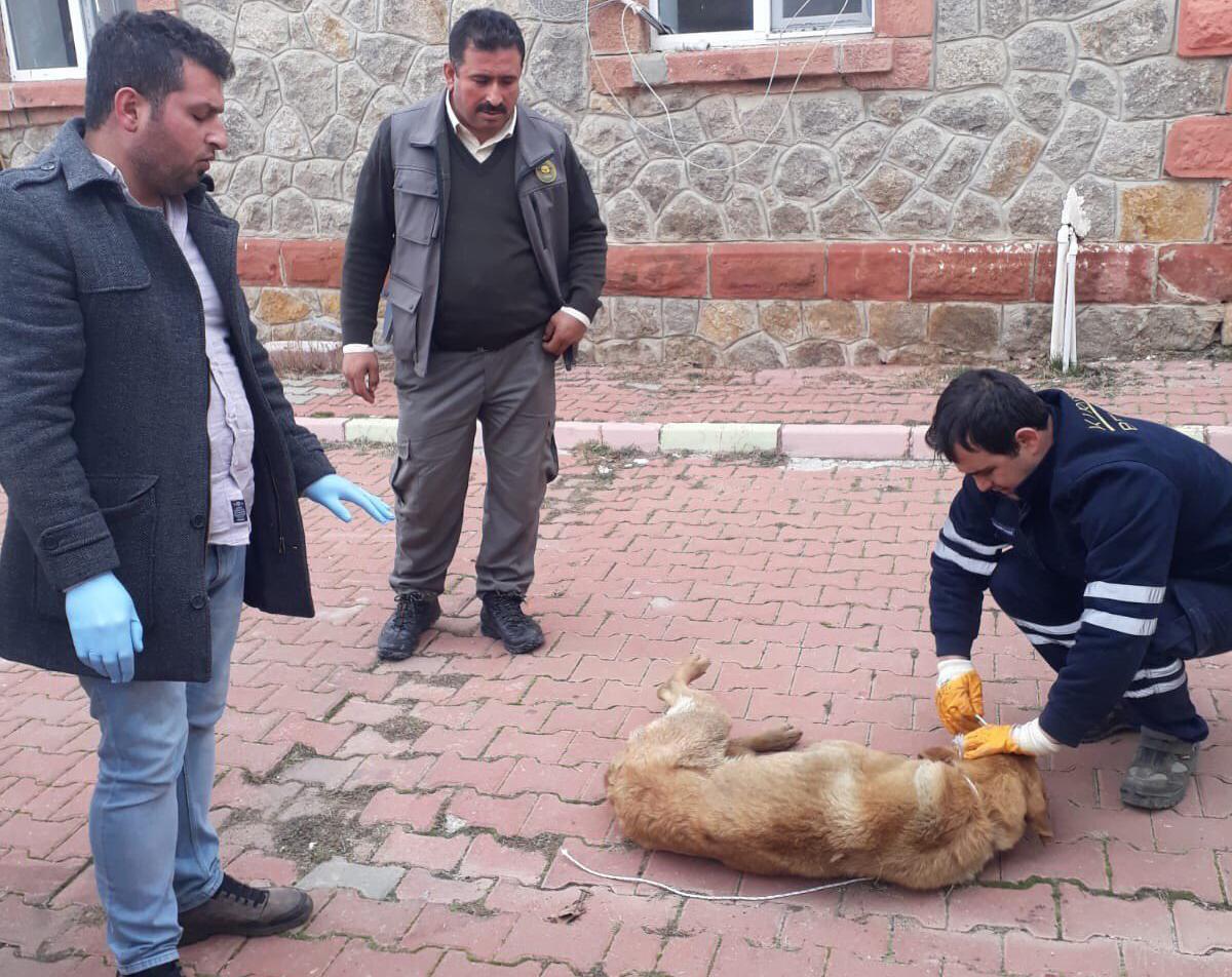 Yaralı Köpeğe Belediye Sahip Çıktı