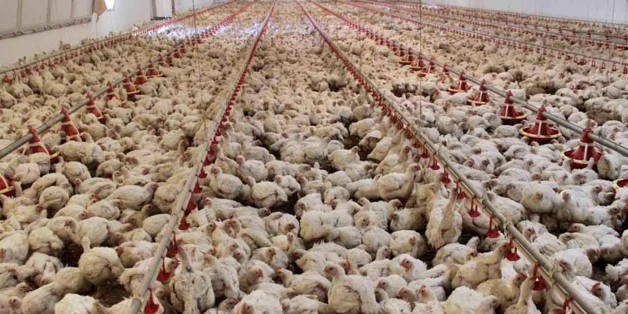 Tavuk eti üretimi arttı