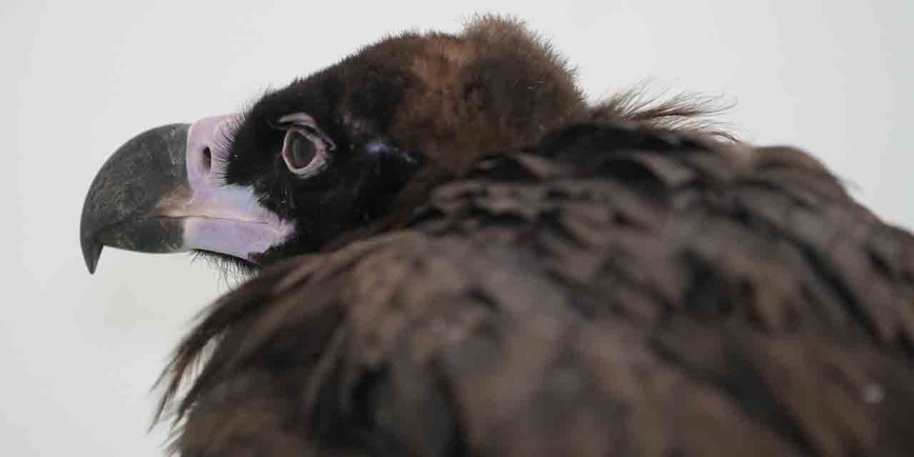 Kırıkkale’de yaralı bulunan akbaba tedaviye alındı