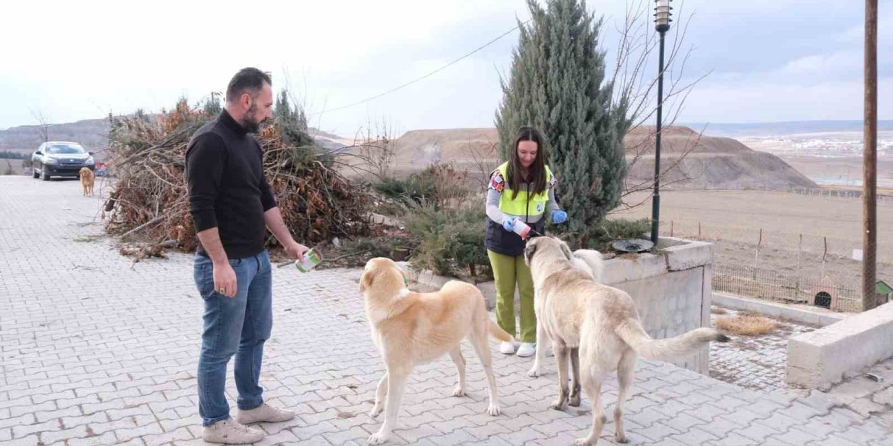 Sorgun Belediyesi ekipleri sokak hayvanları için sahada