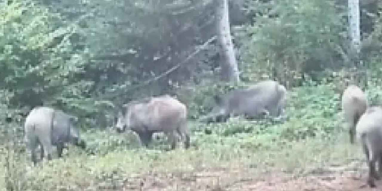 Ormandaki domuzların kuyrukları görenleri gülümsetti