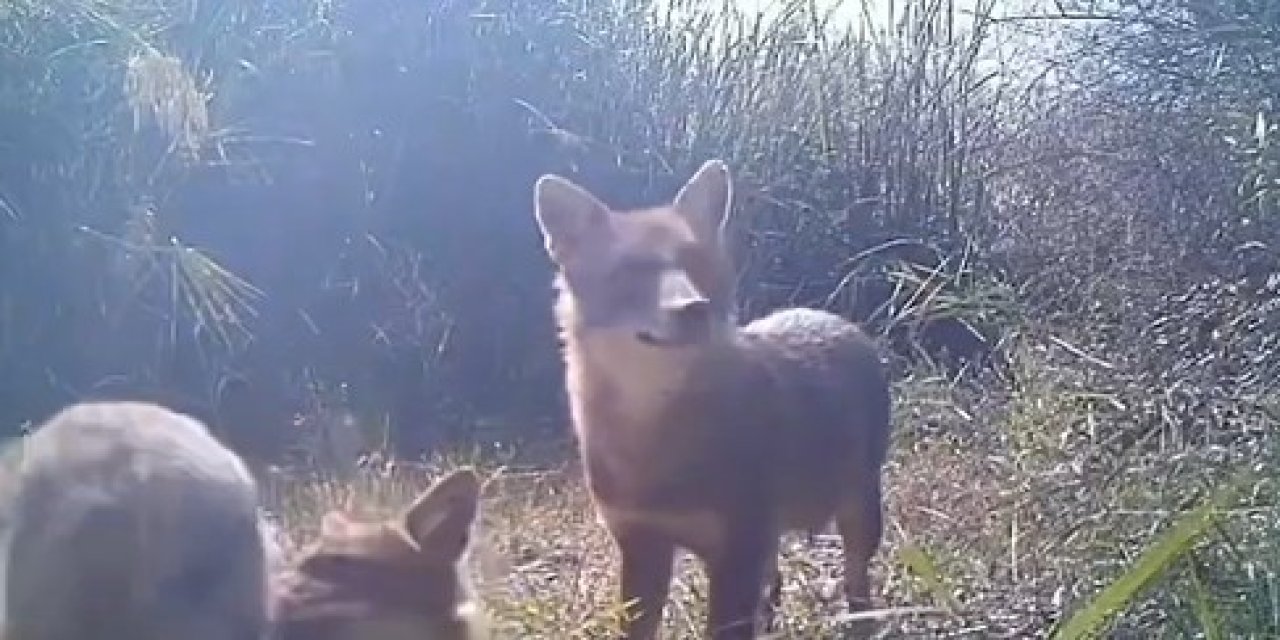 Çankırı’da yaban hayatı fotokapanda